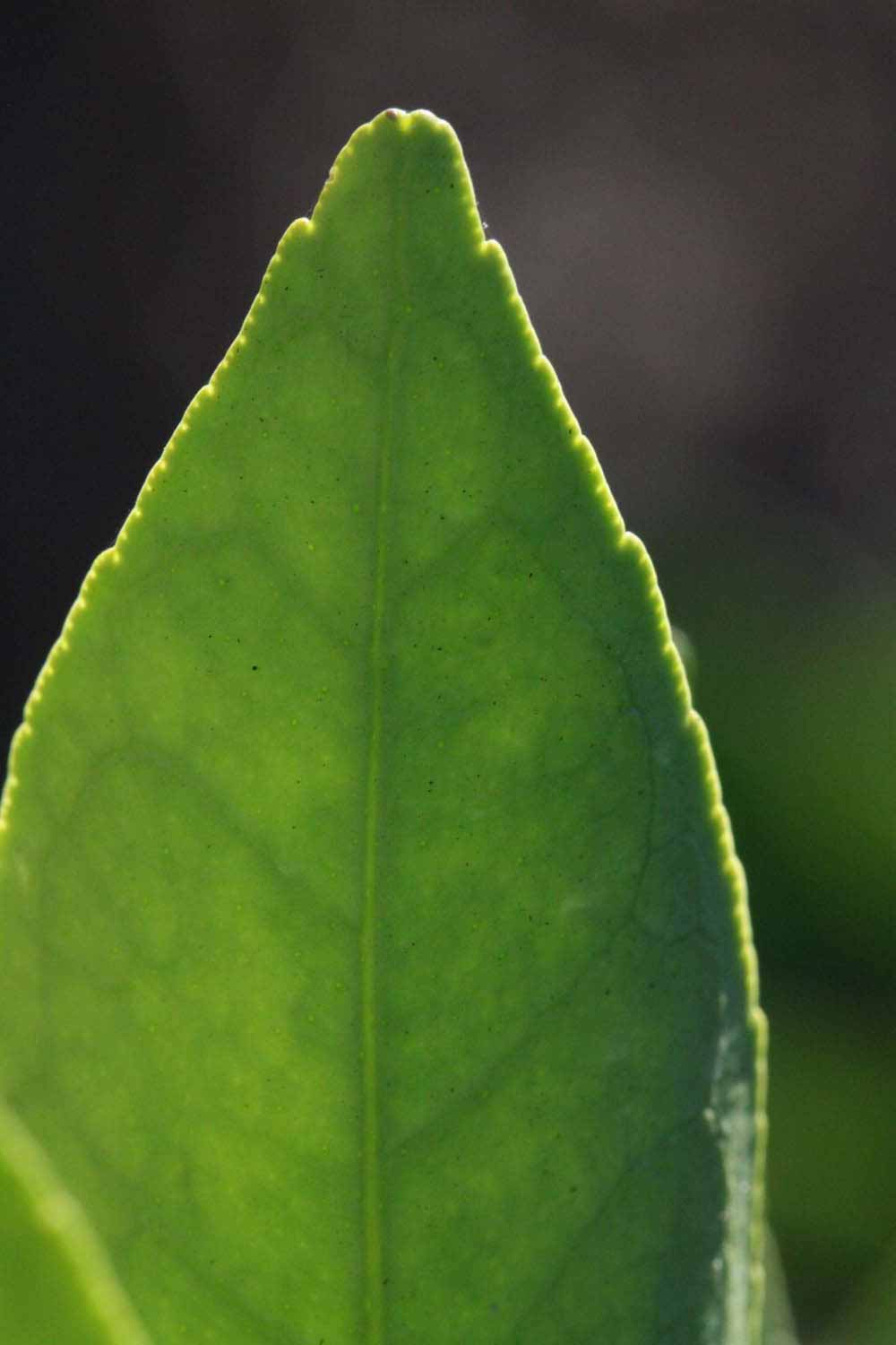              Margin (Riverside, CA)       